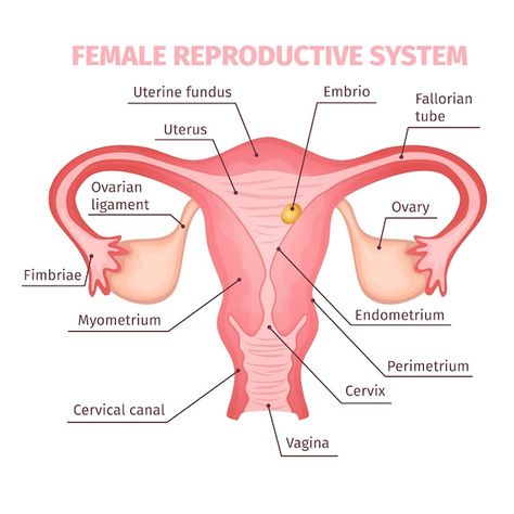 Female Reproductive System Anatomy, Anatomi Dan Fisiologi, Female Reproductive Anatomy, Biology Diagrams, Paramedic School, Basic Anatomy And Physiology, Nurse Study Notes, Biology Facts, Female Reproductive System