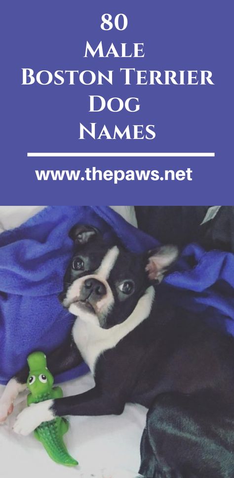 Here are the 80 Male Boston Terrier Dog Names #bostonterriernames #bostonterrierdognames #dognames #dogs #pets #bostonterriers Bully Terrier, Red Boston Terriers, Boston Bull Terrier, Dog Names Unique, Boston Terrier Names, Boy Dog Names, Bulldog Names, Female Dog Names, Baby Pugs