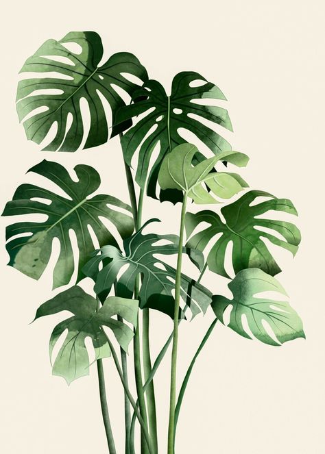 How to care for monstera deliciosa Monserat Plant, Monstera Photography, Monstera Plant Drawing, Monstera Plant Art, Monstera Illustration, Monster Photos, Reference Photos For Artists, Swiss Cheese Plant, Leaves Illustration