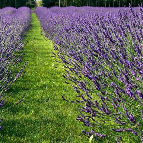 Lavender Plants - Phenomenal | Suttons Phenomenal Lavender, English Lavender Plant, Lavender Varieties, Path Edging, Lavender Plants, Fruit Bushes, Growing Lavender, Purple Plants, Perennial Border