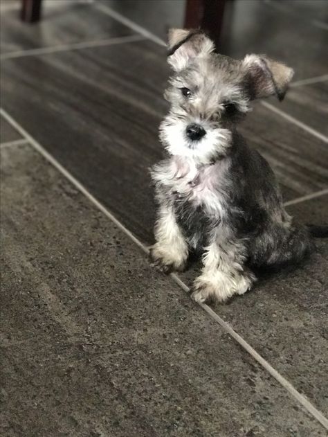 Schnowzer Puppies, Pomsky Dog, Anime Puppy, Scottish Terrier Puppy, Puppy Pose, Mini Schnauzer Puppies, Miniature Schnauzer Puppies, Pet Dogs Puppies, Schnauzer Puppy