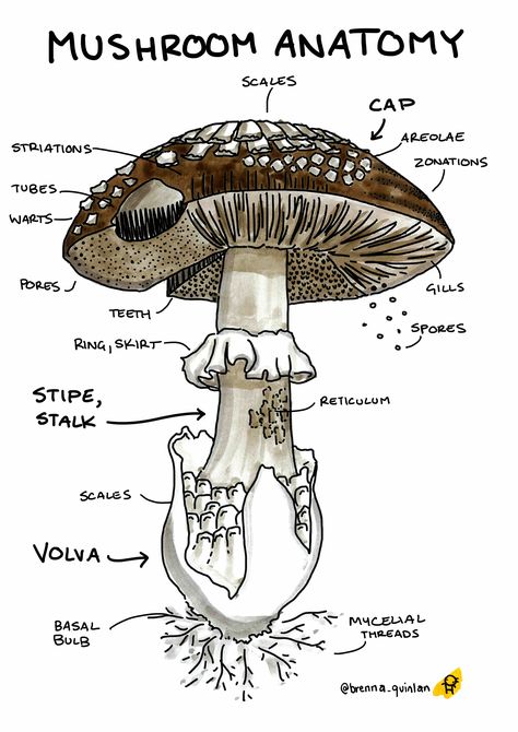 Mushroom Anatomy, Edible Wild Mushrooms, Mushroom Foraging, Mushroom Identification, Anatomy Poster, Mushroom Pictures, Magia Das Ervas, Mushroom Cultivation, Mushroom Drawing