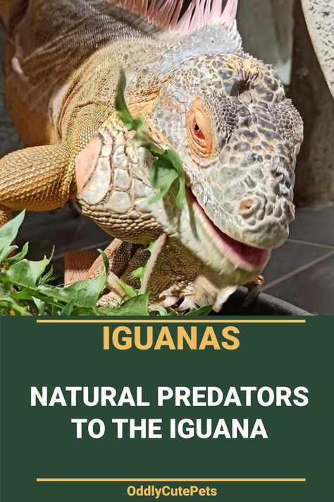 Learn what predators eat iguana and how they defend themselves against predators. [Health Details] Iguana Proof Garden, Iguana Food, I Is For Iguana, What Do Iguanas Eat, I Wanna Iguana, Yellow Iguana, Marine Iguana, Green Iguana, Surviving In The Wild