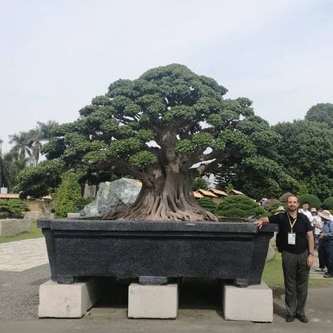 Possibly the world's largest bonsai tree, person for scale. (They're usually tabletop trees) Large Bonsai Tree, Ficus Bonsai Tree, Garden Bonsai, Bonsai Tree Types, Bonsai Tree Care, Bonsai Techniques, Bonsai Tools, Bonsai Styles, Japanese Bonsai