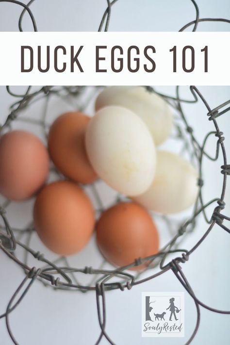 Find out how duck eggs compare to chicken eggs. This article breaks down the pros and cons behind every comparison, written by a homesteader who has been raising both chickens and ducks for a long time. Duck eggs are large, protein-packed delicious food. #duckeggs Recipes Using Duck Eggs, Chickens And Ducks, Meat Rabbits, Raising Ducks, Wild Food Foraging, Eggs For Sale, Natural Cleaning Recipes, Peking Duck, Duck Eggs