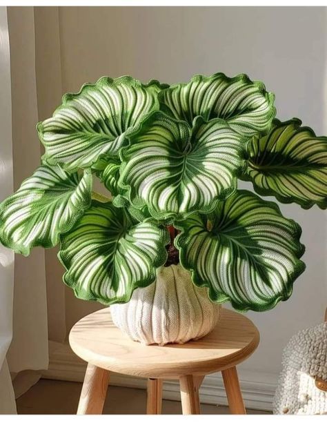 Calathea Orbifolia, Plant Goals, Plants Are Friends, Inside Plants, Plant Decor Indoor, Room Deco, Plant Aesthetic, House Plants Decor, House Plant Care