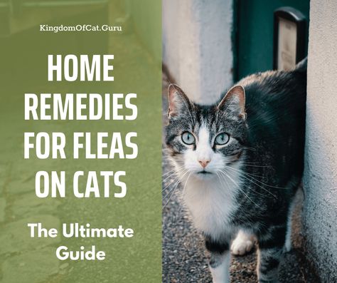 Fleas On Kittens, Fleas On Cats, Natural Flea Remedies, Home Remedies For Fleas, Cat Remedies, Flea Removal, Flea Remedies, Cat Advice, Cat Hacks