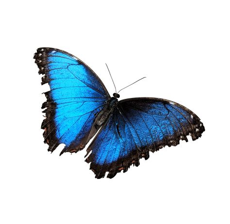 Butterfly Png Aesthetic, Png Stickers Aesthetic, Blue Butterfly Png, Blue Png, Butterfly Png, Png Stickers, Butterfly Blue, Stickers Aesthetic, Png Aesthetic