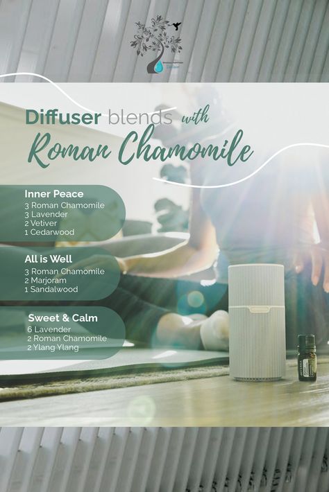 Roman Chamomile Diffuser Blends, Chamomile Diffuser Blends, Essential Oil Education, Young Living Essential Oils Recipes, Peaceful Environment, Roman Chamomile, Diffuser Recipes, Essential Oil Fragrance, Diffuser Blends