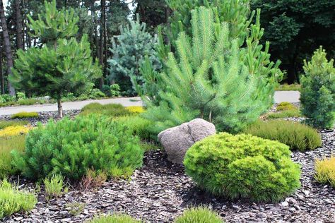 Pine Tree Garden, Garden Ideas Under Trees, Backyard Trees Landscaping, Evergreen Trees For Privacy, Types Of Pine Trees, Pine Garden, Evergreen Landscape, Conifers Garden, Landscaping Around Trees