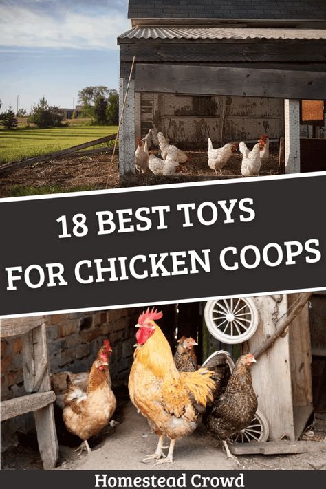 Dive into our guide for the best toys for chicken coops, featuring 18 homemade and store-bought options to boost your flock's health and happiness. Chicken Coops Homemade, Backyard Birds Sanctuary, Chicken Coop Garden, Backyard Chicken Coop Plans, Chicken Coup, Chicken Toys, Backyard Chicken Farming, Best Chicken Coop, Raising Backyard Chickens