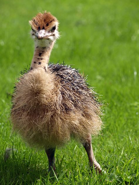 Baby Ostrich - photo by Tom Wood - #baby #animal #ostrich Ostrich Pictures, Funny Ostrich Pictures, Ostrich Farm, Ostrich Egg, Baby Ostrich, Ostrich Bird, Bird Wallpaper, Big Bird, Baby Chicks