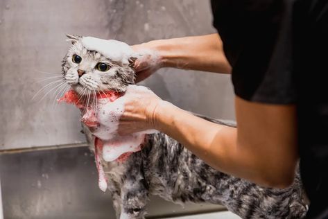 How often should you brush your cat? Can you give a cat a bath? Learn some easy cat grooming tips to make grooming your cat a breeze. Cat Haircut, Mobile Pet Grooming, Pet Taxi, Cat Groomer, Cat Grooming Tools, Cat Shampoo, Cat Skin, Cat Bath, Long Haired Cats