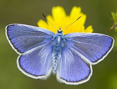 Gossamer Winged Butterfly, Blue Copper Butterfly, Velvet Worm, Book Planning, Small Butterflies, Copper Butterfly, Gossamer Wings, Beautiful Butterfly Photography, Moth Wings