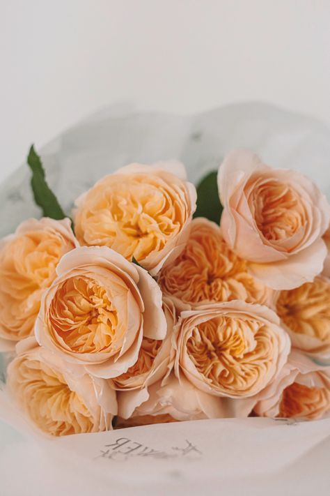 Flowers Juliette Rose, Flower Edit, Juliet Rose, Rosé Aesthetic, Rose Fragrance, French Wedding, Spray Roses, Dried Floral, Beautiful Blooms