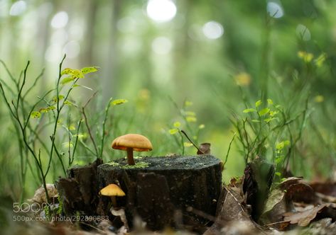 #Macro #tiny #eye #different #small #nature #zoom #photo #photography #animal #wild Nature Moodboard, Environment Lighting, Lighting Study, Types Of Forests, Worms Eye View, Botanical Inspiration, Tiny Landscape, Micro Photography, Tiny Stuff