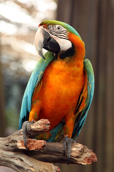 Catalina Macaw, Best Pet Birds, Beautiful Parrots, Parrots Art, Macaw Parrot, Parrot Bird, Exotic Birds, Bird Pictures, Tropical Birds