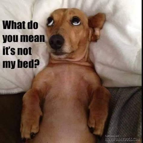 Funny Dachshund Pictures, Cute Dog Memes, Dog Jokes, Dog Quotes Funny, Funny Dog Memes, Funny Dachshund, Funny Dog Pictures, Funny Animal Memes, Dog Quotes