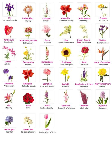 Flowers, Their Meanings, And Which Ones NOT To Give Your Valentine Flower Language Alphabet Tiktok, Types Of Flowers And Meanings, Different Flowers And Their Meanings, Flower Charts, Flowers Meanings, Flowers Language, Meaningful Flowers, Flowers And Their Meanings, Flower Dictionary