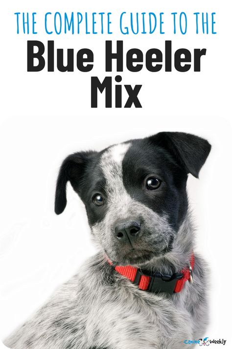 Australian Shepherd Blue Heeler, Puppy Growth Chart, Dog Profile, Blue Heeler Puppies, Australian Cattle Dog Mix, Top Dog Breeds, Heeler Puppies, Plott Hound, Blue Heeler Dogs