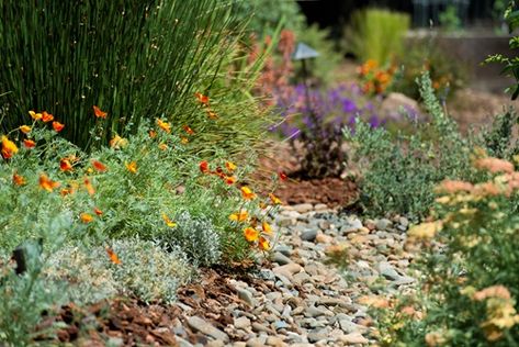 Water-Efficient Landscaping Yard Planning, Perennials Low Maintenance, Landscape California, Drought Resistant Landscaping, Low Water Landscaping, Xeriscape Landscaping, Water Wise Plants, Front Yard Plants, Permaculture Garden