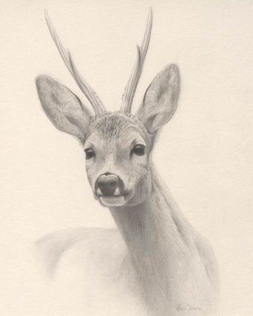 Deer Sketch, Animal Sketch, Deer Drawing, Deer Illustration, Deer Tattoo, Animal Drawings Sketches, Nature Sketch, Wildlife Artwork, Roe Deer