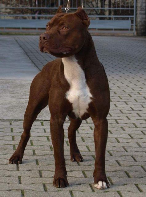 Pitbull Muscle, Pitbull Dog Breed, Bully Breeds Dogs, Big Dog Breeds, American Pitbull, Cute Dog Photos, Bully Dog, Pretty Dogs, Pitbull Puppies