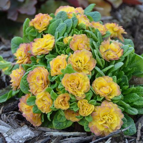 Belarina® Nectarine Primrose - Van Wilgen's Garden Center Primula Vulgaris, Bog Plants, Border Plants, Landscape Services, How To Attract Hummingbirds, Nectarine, Green Landscape, Potting Soil, Trees And Shrubs