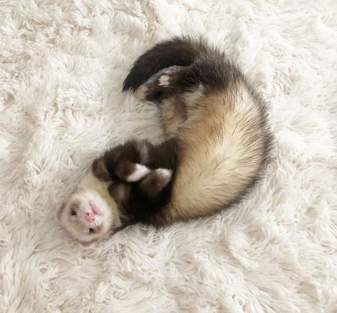 European Polecat, White Ferret, Baby Ferrets, Funny Ferrets, A Ferret, Pet Ferret, Cute Ferrets, Be Curious, Pets 3