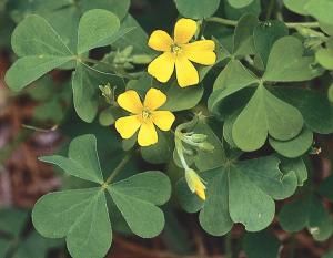 Yellow Wood Sorrel “Bermuda buttercups” “sourgrass” Yellow Wood Sorrel, Oxalis Acetosella, Sorrel Plant, Clover Plant, Wild Foraging, Wood Sorrel, Yellow Wood, Backyard Plants, Plant Problems