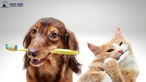 Pet Dental Care, Kitty Kisses, Veterinary Services, Dog Health Tips, Dog Dental Care, Vet Clinics, Dog Health Care, Cute Animals Images, All About Animals