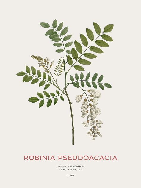 Robinia Pseudoacacia, Botanical Illustration Vintage, Illustration Vintage, Botanical Illustration, Sale Poster, For Sale, Black