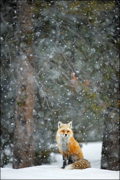 Fuchs Baby, Fantastic Fox, Fox Pictures, Animal Antics, Winter Animals, Fox Art, Silly Animals, Nature Photographs, Red Fox