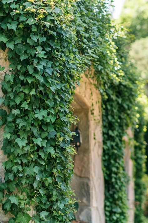 "Ivy is a classic and versatile choice for creating a lush, evergreen canopy over your pergola! 🌿🍃 With its dense foliage and graceful vines, Ivy adds a timeless charm and natural beauty to any outdoor space. Easy to grow and perfect for year-round greenery, this climbing plant transforms your pergola into a serene and enchanting garden retreat. Let the elegant simplicity of Ivy bring enduring beauty to your pergola! 😍✨ #IvyElegance #ClimbingPlants #PergolaGreenery #TimelessBeauty" Plants For Pergolas, Buttered Noodles Recipe, Leftover Breakfast, Plants Vines, Chicken Pie Recipe, Brunch Appetizers, Cocoa Brownies, Pan Seared Scallops, Best Chinese Food