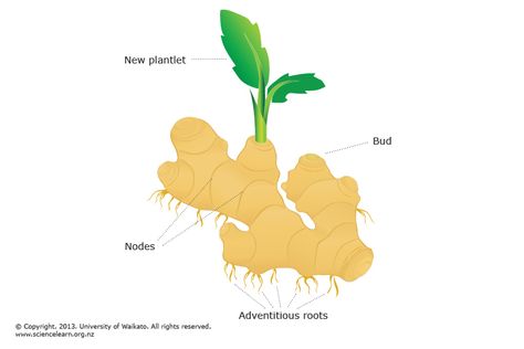 Science Learning, Plant Tissue, Plant Propagation, New Roots, Parts Of A Plant, Spring Bulbs, Learning Science, Propagating Plants, Spring Sign