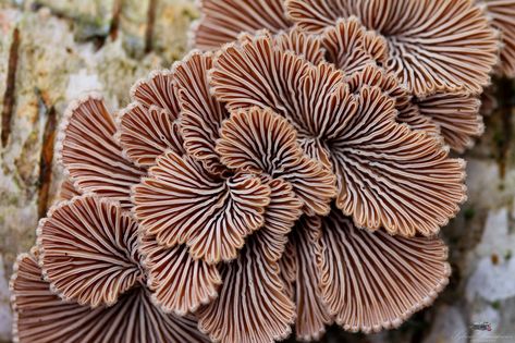 Common Split-Gill mushroom - Schizophyllum commune Fungi Architecture, Split Gill Mushroom, Mushroom Gills, Mushrooms And Fungi, Fungi Species, Spores Fungi, Schizophyllum Commune, Mushroom Mycelium, Mood Designer Fabrics