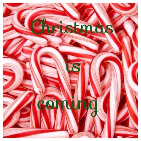 Romeo I Julia, Peppermint Candy Cane, Peppermint Patties, Bohol, Peppermint Candy, Colorful Candy, Noel Christmas, Candy Shop, Christmas Candy Cane