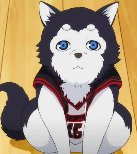 Seirin's mascot (Number 2) - Kuroko no Basket Seirin Team, No Basket, Kuroko No Basket, A Puppy, Pet Dog, Husky, Snow White, Basketball