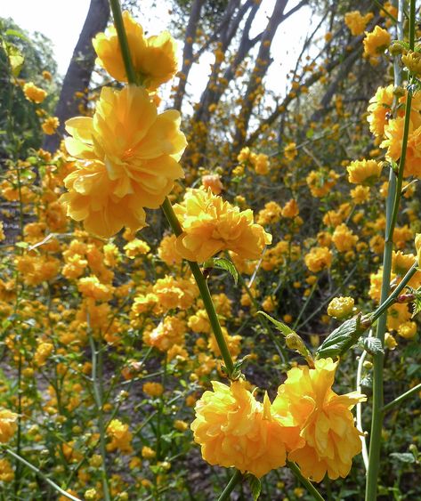 Kerria Large Flowering Shrubs, Beauty Bush Shrub, Shade Bushes, Sweet Shrub Bush, Japanese Kerria, Yellow Flowering Shrubs, Maine Gardens, Best Shrubs For Shade, Flowering Shrubs For Shade