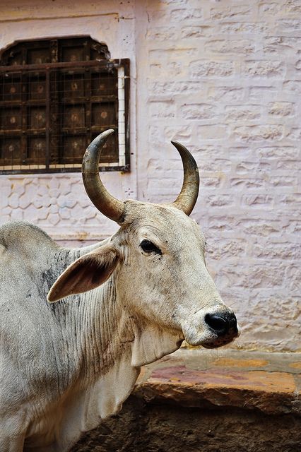 Holy Cow! Indian Cow, Jaisalmer Fort, Cow Photography, Cow Photos, Bull Cow, Concept Art Tutorial, Cow Pictures, Domestic Animals, Vintage India