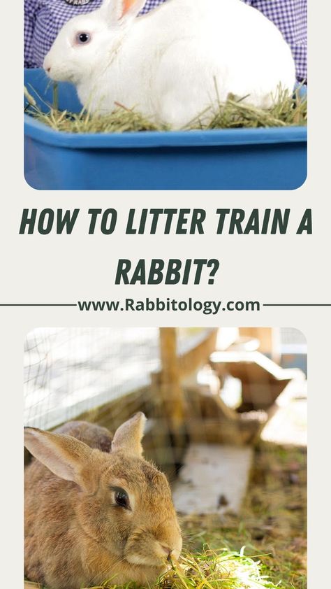 How To Potty Train A Rabbit, Potty Training Rabbits, Diy Bunny Litter Box House Rabbit, Bunny Potty Training, How To Potty Train A Bunny, Bunny Checklist, Litter Box Training Rabbits, Litter Training Rabbits, Bunny Litter Box