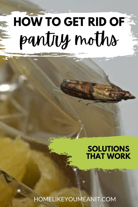 If you’ve ever opened your pantry and had little moths flying into your face you’ve probably got a pantry month infestation. Also called indian meal moths, these pesky critters can be quite difficult to get rid of. Learn how and why pantry moths take up residence in your home and how to get rid of pantry moths for good with these helpful tips.