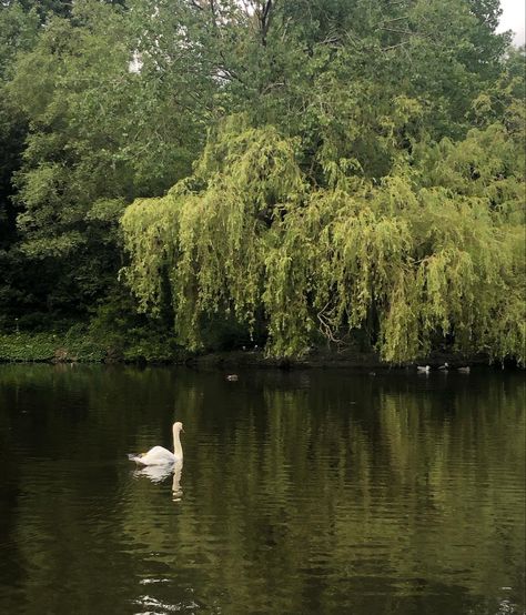 White Willow Tree, Willow Tree Aesthetic, Willow Aesthetic, Willow Trees, Swan Aesthetic, Weeping Willow Aesthetic, Weeping Willow Forest, Weeping Willow Tree Aesthetic, Weeping Willow Tree Leaves