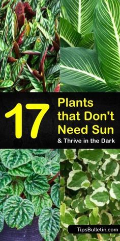 Plants That Like Shade, Plants That Love Shade, Indoor Planting, Low Light House Plants, Indoor Plants Low Light, Amazing Plants, Shade Garden Plants, Plants Outdoor, Best Plants