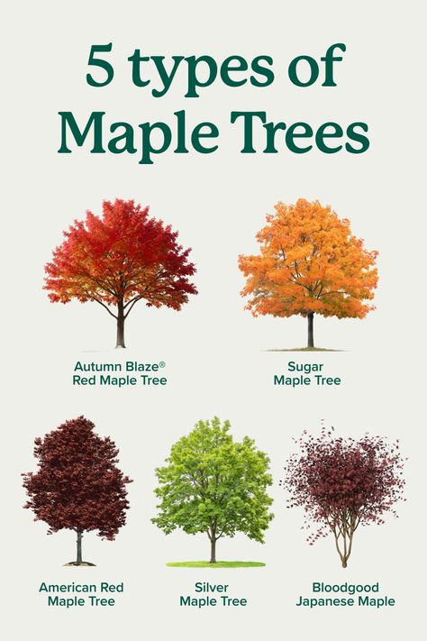 Maple Trees have vibrant hues of fiery red, electric orange, and calming yellow. Known best for its tasty syrups, building furniture and much more, the Maple Tree is the perfect option for a guaranteed showstopper during the fall. 🍁  Click to find the best maple tree for your yard. Potted Japanese Maple Tree, North American Trees, Best Trees For Front Yard, Chinese Maple Tree, Red Maple Tree Landscaping, Bloodgood Maple, Maple Syrup Tree, Maple Tree Varieties, Red Sunset Maple