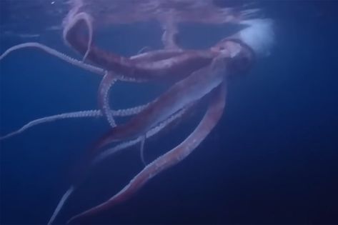 Divers Capture Rare Footage of Live Giant Squid Off of Japan's West Coast Check more at https://newscnnn.com/divers-capture-rare-footage-of-live-giant-squid-off-of-japans-west-coast/ Humboldt Squid, Deep Sea Squid, Colossal Squid, Deadly Animals, Giant Fish, Giant Squid, Albino Animals, Deep Sea Creatures, Beautiful Sea Creatures