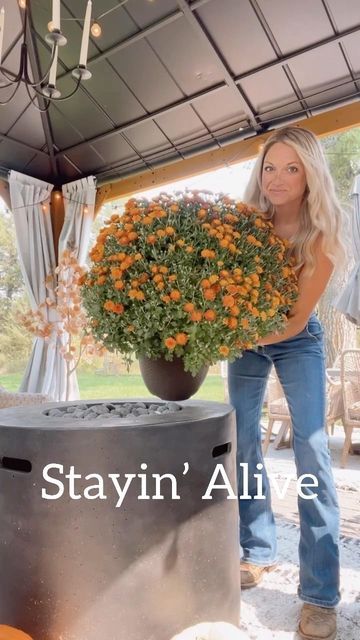 How To Keep Your Mums Alive, Mums In A Basket, How To Keep Mums Alive, Mums Arrangements, Fake Mums Outdoors, Fall Mums Display, Faux Mums, Spider Mums, Fall Mums