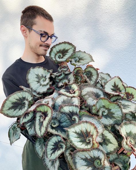 Begonia Escargot, Shade Garden Plants, House Plants Decor, House Plants Indoor, Foliage Plants, Flowers Perennials, African Violets, Plant Collection, Retro Flowers