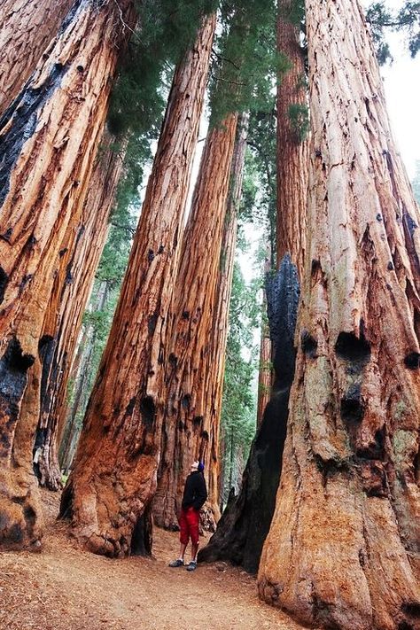 Have been to Sequoia National Park, California several times so beautiful...we have done at least 15 on this list...go us! Surreal Places, Places In America, National Park California, Sequoia National Park, Places Around The World, Antelope Canyon, Vacation Destinations, Vacation Spots, Travel Usa