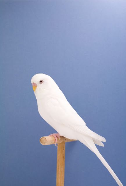 The Incomplete Dictionary of Show Birds : Budgie #8 ~ Luke Stephenson (via sjoesjoe.blogspot...) White Budgie, Budgies Bird, Albino Animals, Kinds Of Birds, All Birds, Pretty Birds, Colorful Birds, Little Birds, Cute Birds